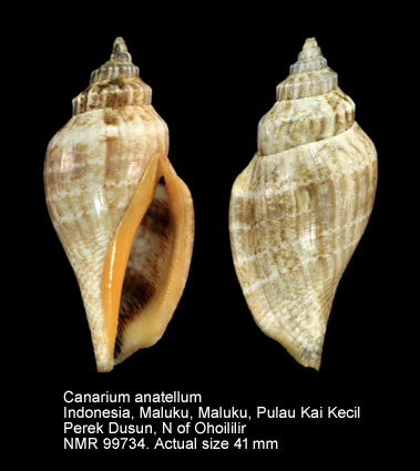 Canarium anatellum (2).jpg - Canarium anatellum (Duclos,1844)